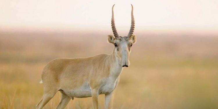 <p>Orta Asya'da görülen ve antiloplar arasında garip görünüşlü burnuyla dikkat çeken bir "sayga".</p>
