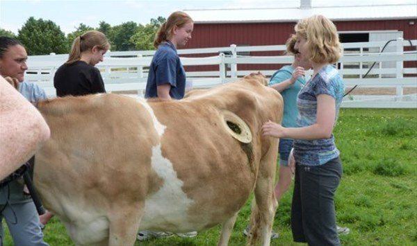 <p>Merkezi İsviçre’de bulunan Agroscope adlı araştırma şirketi, ineklere verilen farklı türlerde yulafların hayvanlardaki sindirim sürecini izlemek ve böylece verimliliği artırmak üzere ineklerin midesine bir tür ’pencere’ açtı. </p>

<p> </p>
