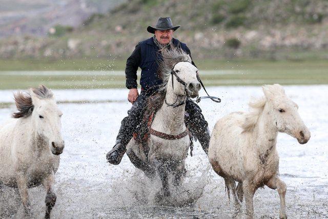 <p>Anadolu'da bir zamanlar insanların yazın köy işlerinde kullandıkları, kışın ise besleme maliyetini azaltmak için doğaya saldıkları yılkı atları, şimdilerde fotoğrafseverlerin ilgisini çekiyor</p>
<p> </p>