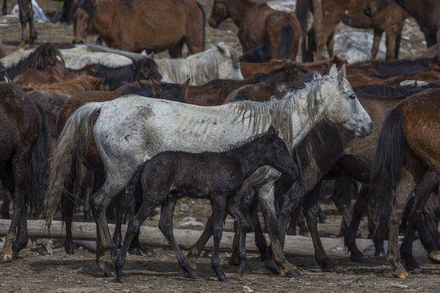 <p>Kayseri'de, Erciyes Dağı'nın eteklerinde dolaşan yılkı atları, fotoğraf tutkunlarının gözdesi haline geldi.</p>
<p> </p>