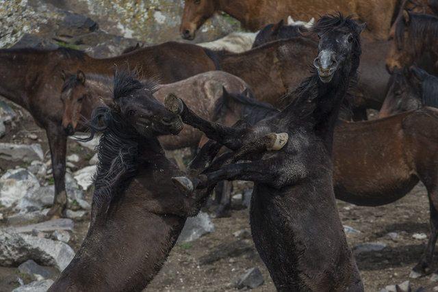 <p>AA'nın haberine göre Anadolu'da bir zamanlar insanların yazın köy işlerinde kullandıkları, kışın ise yem vermemek için doğaya saldığı atlar, şimdilerde fotoğraflara konu oluyor.</p>
<p> </p>