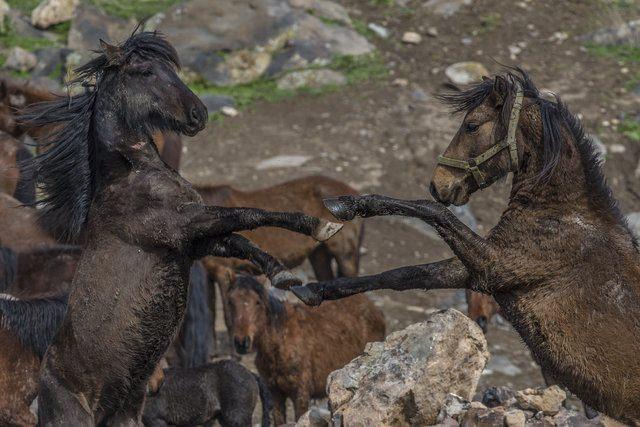 <p>Hörmetçi ve Sultan Sazlığı ile Soysallı Mahallesi'nde sürüler halinde görülen yılkı atları, fotoğrafseverlerin renkli karelerle buluşmasını sağlıyor.</p>

<p> </p>
