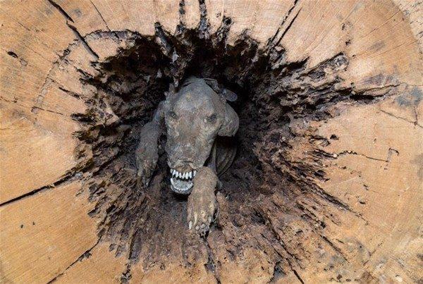 <p>Bir ağacın gövdesine sıkışarak hayatını kaybeden köpeğin cesedi, ağacın salgıladığı kimyasallar sayesinde 50 yıl kadar çürümeden kalmayı başardı. </p>
<p> </p>
