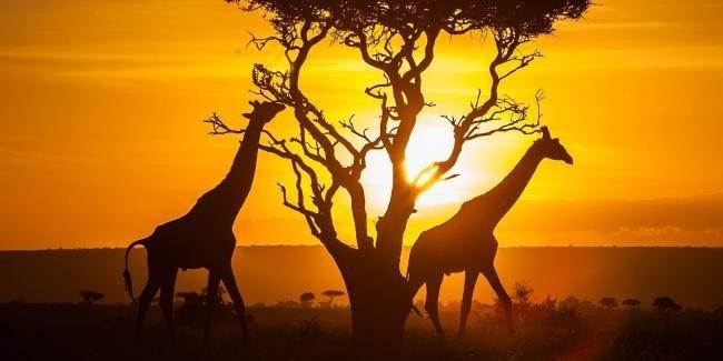 <p>Senegal - Vizesiz</p>

<p> </p>
