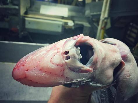 <p>Rusya'da balıkçılık yapan Roman Fedortsov, yakaladığı deniz canlılarının fotoğraflarını Instagram hesabından paylaşıyor.</p>
