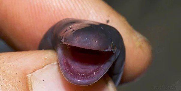 <p>Alien filmindeki yavru xenomorph'lara benziyor: Ichthyophis amfibisi.</p>
