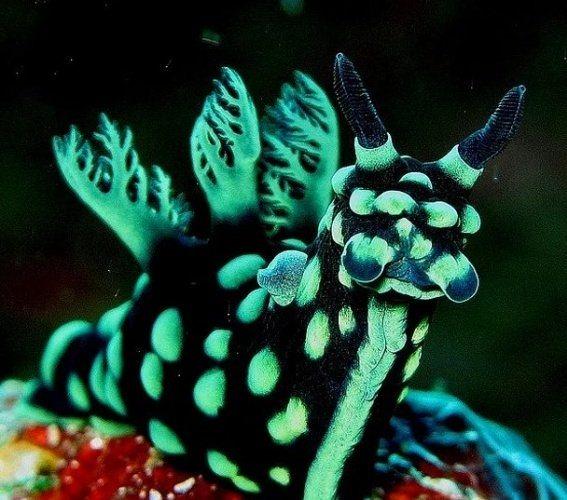 <p>Nembrotha cristata adındaki bir deniz sümüklü böceği.</p>
<p> </p>