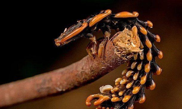 <p>Kın kanatlılar türünden bir trilobite böceği.</p>
<p> </p>