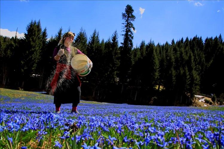 <p><strong>KADIRALAK YAYLASI</strong></p>
<p>Trabzon'un Tonya ilçesine 9 kilometre uzaklıkta 1300 metre yüksekliğindeki Kadıralak Yaylası, her yıl nisan ayında açan ‘mavi yıldız’ çiçekleri ile mora bürünüyor.</p>