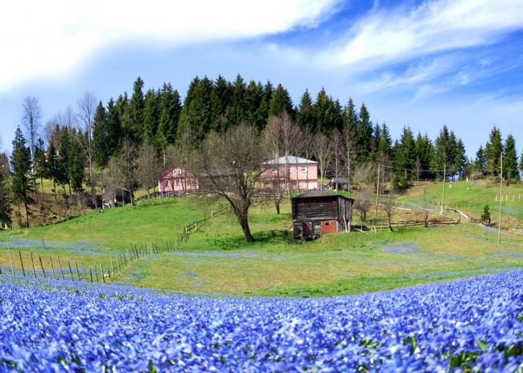 <p>Her yıl nisan ayında açan ve 'Uluslararası Bern Sözleşmesi' gereği korunan ince uzun yapraklı ‘mavi yıldız’ çiçeğinin yetiştiği yayla bu yıl nisan ayı gelmeden mor renklere büründü.</p>
<p> </p>