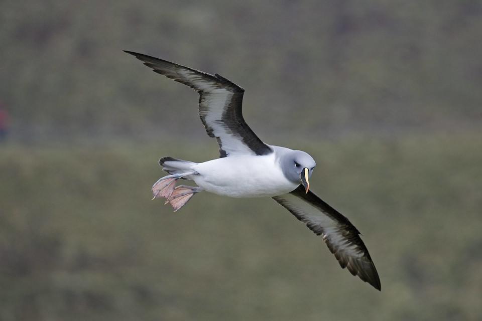 <p><strong>Albatros</strong><br />
<br />
Diomedeidae (albatrosgiller) familyasını oluşturan bir kuş türüdür ve saatte 80 km. hızla uçabilir. Hayatlarının çoğunu açık denizlerde saatlerce avlanmakla geçirirler. Uzun müddet kanat çırpmadan süzülerek uçabilirler. Kanat uzunluğu 4 metreye ulaşabilir. Kanatlarını sabitleyen özel bir kiriş yapısı (omuz kilidi) sayesinde fazla kas enerjisi harcamadan bunları açık tutmayı başarırlar. En uzun kanat açıklığına sahip olan kuştur. Albatroslar açık deniz kuşları olup suda uyur ve beslenirler. Ancak yumurtlamak ve kuluçkaya yatmak için karaya çıkarlar. Eşler birbirlerine son derece saygılı ve centilmendir. Saatlerce birbirlerine sevgi gösterilerinde bulunurlar. Dişi albatros senede bir tek beyaz yumurta yumurtlar. Eşler nöbetleşerek kuluçkaya yatarlar. Eşlerden birisi denizde iken diğeri yumurtanın üzerinde bir hafta kadar oturabilir. 80 günlük kuluçka devresinden sonra çıkan yavruyu 8-9 ay sindirilmiş besinleri gagasına kusarak beslerler..</p>

<p> </p>
