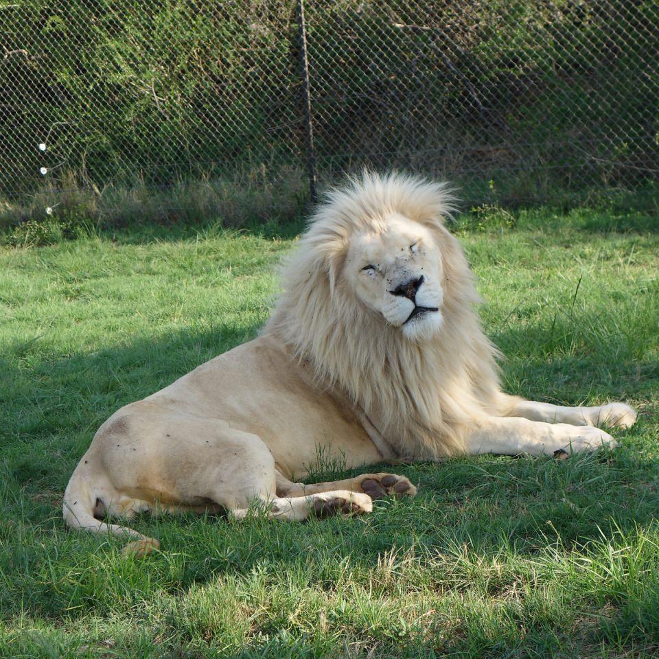 <p><strong>Aslan</strong><br />
<br />
Yaşayan en büyük ikinci kedi olarak bilinen aslanların hızı saatte 80 kilometreye kadar çıkabilir.</p>

<p> </p>
