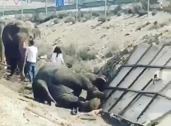 <p>Polis, fillerden birinin kazada aldığı yaralardan &ouml;ld&uuml;ğ&uuml;n&uuml;, ikisinin ise sağlıklı olduğunu belirtti.</p>

<p>&nbsp;</p>
