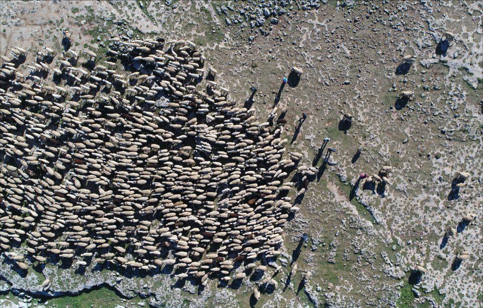 <p><strong>Arıktekin: "Başka bölgelere gitmek zorundayız" </strong></p>
<p>Kuraklık sonucunda meraların yeterince gelişmemesi nedeniyle sıkıntılar yaşayan besiciler, bu yıl yeniden kullanıma açılan Doğu Anadolu Bölgesi'ndeki yaylalarda, yazın bereketli bir sezon geçireceklerine inanıyor.</p>