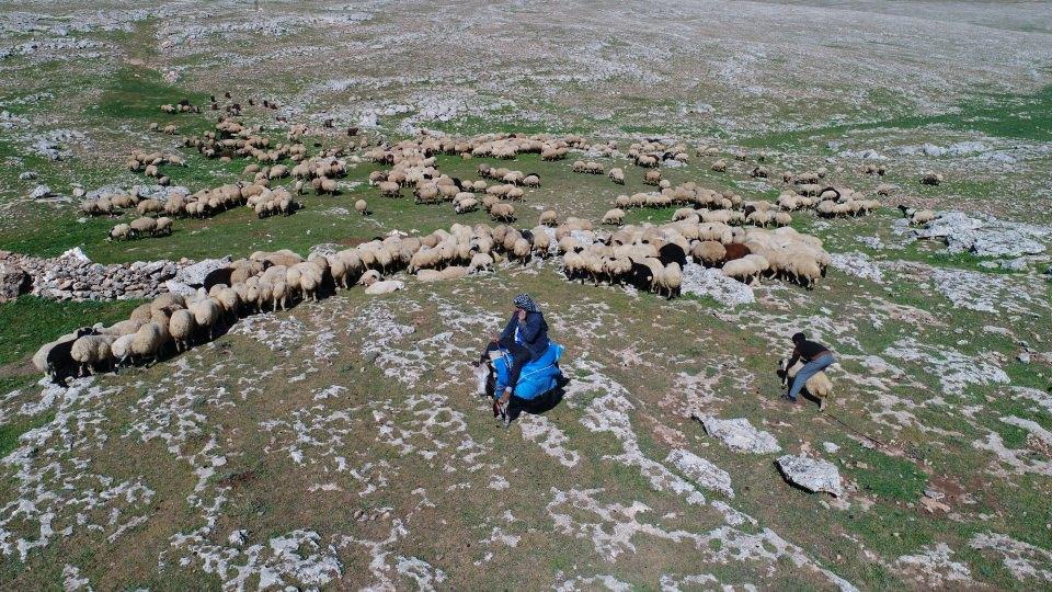 <p>Hayvanlarına daha verimli otlaklar bulabilmek için mevsim şartlarına göre yer değiştirmek durumunda kalan göçer aileler, Şanlıurfa'da havaların ısınmaya başlamasıyla Doğu Anadolu Bölgesi'ndeki nispeten daha serin olan yaylalara doğru yola çıkmaya başladı. </p>