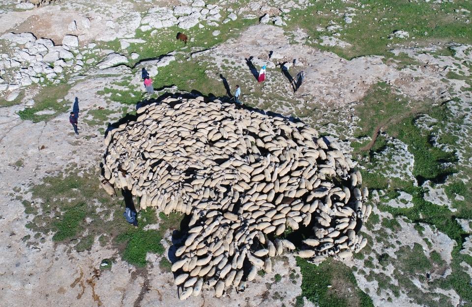 <p>Şanlıurfa'da meraların yeterince gelişmemesi nedeniyle sıkıntı yaşayan göçerler, bir süredir güvenlik nedeniyle çıkılmasına izin verilmeyen ve bu yıl yeniden kullanıma açılan yaylalar sayesinde, yazın bereketli bir sezon geçirmeyi umut ediyor.</p>
