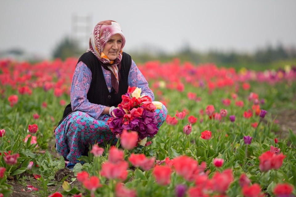 <p>Lale taç yapraklarının koparılmasıyla bitki gücünü soğanlarına yönelterek lale soğanlarının çoğaltılması sağlanıyor. Böylece lale üretimi gerçekleştiriliyor.</p>