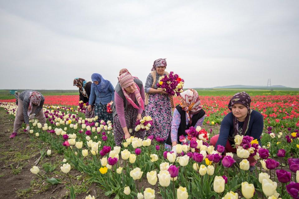 <p>Lale baş kırımının üretimin bir aşaması olduğunu anlatan Karaağaçlı, "Üretici, fındık büyüklüğünde olan tohumlukları tarlaya ekiyor. Bu aşamada lalenin taç yaprağını kırdırıyoruz ki bitki besin elementlerini kök bölgesine yönlendirelim diye. Yönlendirdiğimiz zaman daha büyük kalibrede soğan elde ediyoruz. Bir sonraki yıl peyzaj alanlarında daha gösterişli lalelerin görünmesini sağlıyoruz. Haziran ortası ve temmuz başlarında lale soğanlarının hasadını yaptıktan sonra, uygun koşullarda bekleteceğiz, kasım, aralık ayında peyzaj alanlarına dikeceğiz." diye konuştu.</p>
