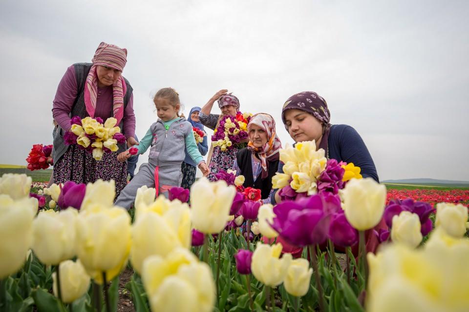 <p>Silivri'nin Seymen köyünde lale soğanlarının güçlenmesi ve büyümesi için lale çiçeklerinin baş kırım işlemi çiftçiler tarafından yapıldı.</p>
