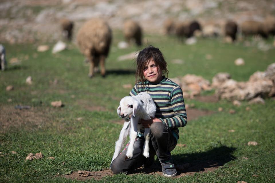 <p> Bu yüzden yaklaşık bir ay erken buradan ayrılmak durumunda kalacağız. Başka bölgelere gitmek zorundayız. Kimi Erzurum, kimi Bingöl tarafına gidecek. Bizim en önemli gelirimiz kuzu ve süt ama yağmur yağmayınca verim elde edemedik. Umudumuz yaylalar, inşallah orada beklediğimizi buluruz ve hayvanlarımız gelişir."</p>