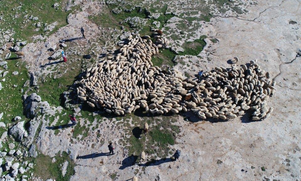 <p>Yemeklerini yolculuk sırasında eşeklerin sırtında muhafaza eden çobanlar, dinlenmek için durdukları zamanlarda çay demleyip yemek yiyor. Yayla ve meralarda hayvanların başından ayrılamayan çobanlar, cep telefonlarını ise güneş enerjisini kullanarak şarj ediyor. </p>
