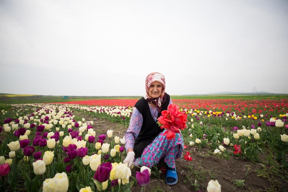 <p>Lale yetiştiriciliği yaparken işçi de çalıştırdıklarını, dolayısıyla bu projenin işçi ailelerine de katkı sağladığını dile getiren Atmaca, "Lale yetiştiriciliğinin zahmeti çok. Her aşamada insan gücü isteyen bir iş ama severek yaptığımız için bize zor gelmiyor." dedi.</p>