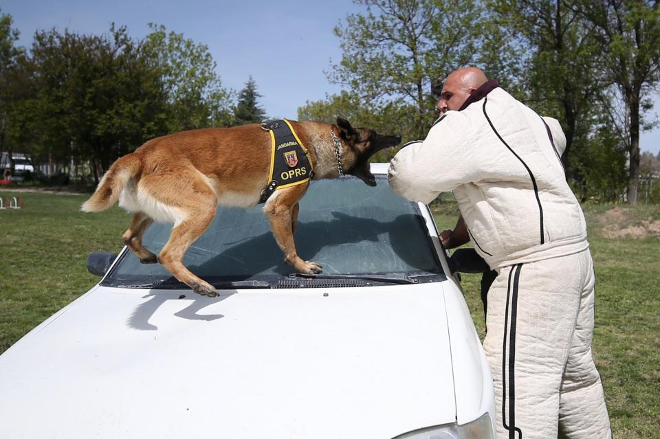 <p>Terörist unsurların yerleştirdiği mayın ve el yapımı patlayıcıların imha edilmesinde askeri personelin en büyük destekçilerinden olan arama köpekleri, Nevşehir'deki Jandarma At ve Köpek Eğitim Merkezinde (JAKEM) eğitiliyor.</p>

<p> </p>
