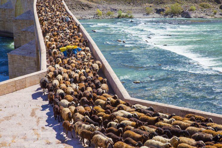 <p>Diğer sürü sahipleri gibi gözünü yaylada açtığını belirten 49 yaşındaki Ali Barut da yayla yolculuğuna çıkan koyunların daha rahat hareket etmesi için yünlerini kırptıklarını söyledi.</p>
<p> </p>