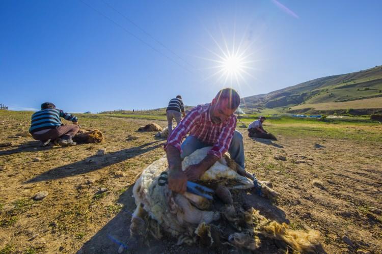 <p><strong> Kadının omuzundaki yük çok ağır</strong></p>
<p>Göçer kadınlar da teknolojik yoksunluğa rağmen yılmadan her işin üstesinden geliyor. Güneş doğmadan güne başlayan ve omuzlarındaki yorgunluğuna rağmen tebessümünü yüzünden eksik etmeyen 3 çocuk annesi Semiha Barut, çocuklarının da yardımıyla yayla yolculuğu öncesi koyunları kırptı.</p>