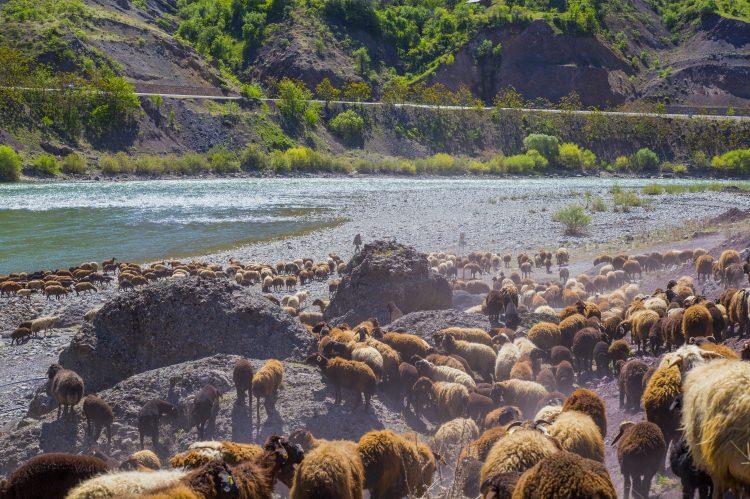 <p>Erzurum'un Hınıs ilçesindeki yaylaya gitmek üzere yola koyulduğunu belirten Barut, "Bizim yolculuğumuz 3 ay sürüyor. Yola çıkınca günlük konaklamalarla ilerliyoruz. Yağmur da çamur da olsa hayvanlarımızdan ayrılamıyoruz." ifadesini kullandı.</p>
<p> </p>