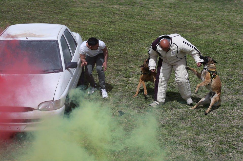 <p>Belçika malinois, labrador, çatalburun, golden, Alman çoban köpeği ve pointer cinsi köpeklerin yetiştiriciliğinin de yapıldığı merkezde, doğumun ardından iki ay boyunca anne ile eğitime alınan köpekler daha sonra kabiliyetine göre branşlara sevk ediliyor.</p>

<p> </p>
