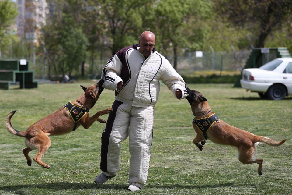 <p>Bomba ve mayın araması yapan köpekler, sahadaki görevinde zaiyat yaşanmaması için hedefine ulaştığında oturarak tepki vermesi konusunda eğitim alıyor. Köpeklerin asayiş ve kolluk görevinde teröristin etkisiz hale getirilmesi konusunda da personele tam itaat prensibiyle çalışması sağlanıyor.</p>

<p> </p>
