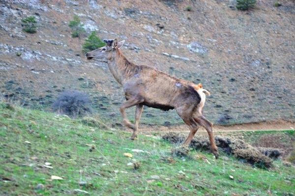 <p>Doğaya Yaban Hayvanı Yerleştirme Projesi kapsamında salınan Kızıl Geyikler, uydu üzerinden kontrolü ve takibi yapılıyor. Doğadaki yaban hayatının sürdürülebilirliğini sağlamak, yaban hayvanı popülâsyonunu dengede tutmak, neslini tüketmeden gelecek nesillerden ödünç alınan doğaya yaban hayatı yönünden katkı yapmak amacıyla bölgeye Kızıl Geyik yerleştirme çalışmalarının süreceği açıklandı.</p>

<p> </p>
