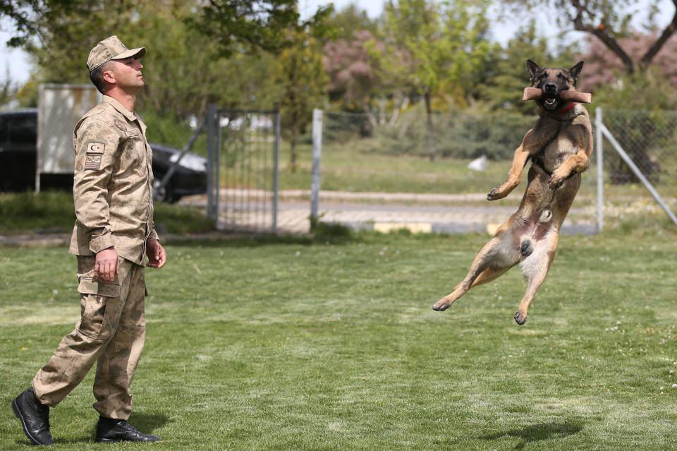 <p><strong>Kayabaşı, şunları söyledi:</strong></p>
<p>"Köpekler, doğumdan itibaren bir yaşına kadar yavru köpek eğitimine tabi tutulmaktadır. Bu eğitimleri başarıyla bitiren köpekler branş eğitimine alınır, burada da başarılı olduğunda sertifika edilerek, görev yerine sorumlusu personel ile birlikte gönderilmektedir. </p>