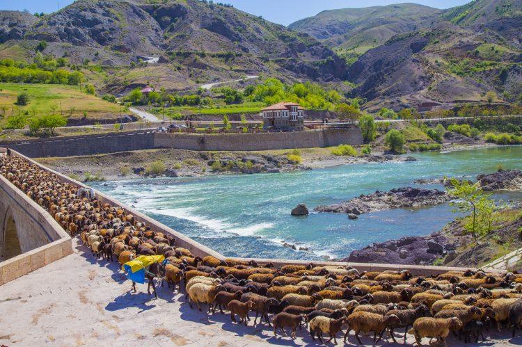<p>Göçerliğin atalarından miras kaldığını kaydeden Barut, nüfuslarının kalabalık olmasının kendileri için avantaj olduğunu dile getirdi. </p>
<p> </p>