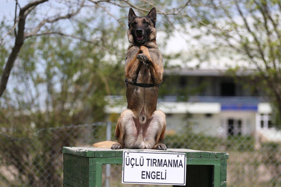 <p>Jandarmanın, çeşitli görev ve operasyonlarda yardımcısı konumundaki eğitimli köpeklerin sayısının artırılması amacıyla JAKEM yerleşkesinde ek düzenlemeler yapılmasının planlandığı öğrenildi.</p>

<p> </p>
