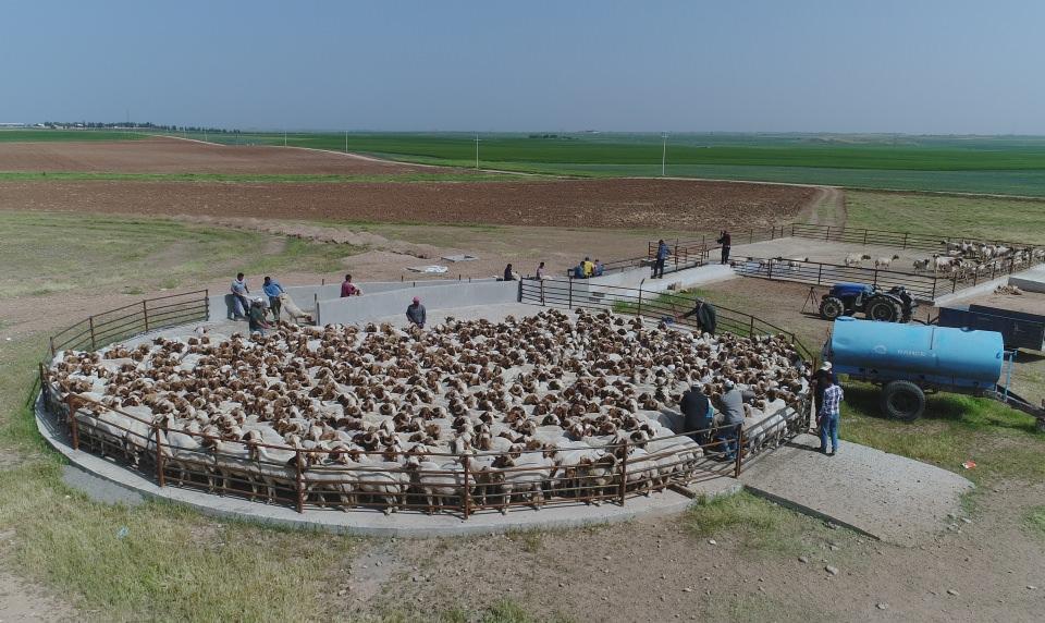 <p>Hayvan varlığı ve sahip olduğu arazi bakımından Türkiye'nin en büyük işletmeleri arasında yer alan Ceylanpınar Tarım İşletmesinde ivesi cinsi koyunlar damızlık olarak yetiştiriliyor. </p>

<p> </p>
