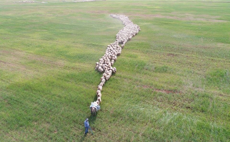 <p>Şu anda da havalar ısındı, koyunlarımızın kırkım işlemlerini yürütüyoruz. Kırkım yapıldıktan sonra hayvanlarımızı banyoya alıyoruz. Yıl içinde hayvanların derisinde parazitler oluşuyor. Bu parazitlerle mücadele etmek için de hayvanları ilaçlı suyla banyo yaptırıyoruz. Kış boyunca biriken hem parazitlerden hem de kirlerden hayvanı bu şekilde kurtarıyoruz. Özellikle dış parazitlerle mücadelede banyo en doğru yöntem. </p>