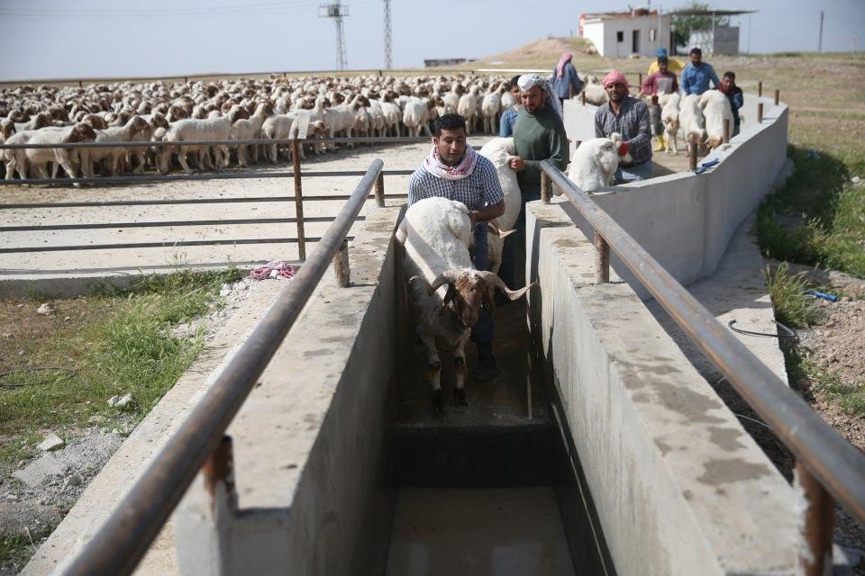 <p>Tüm zorluklarına rağmen koyunları çok sevdiğini ifade eden Çiçek, özellikle bu dönemde çok yorulduklarını ama şenlik havasında işlerini yapmanın keyfini yaşadıklarını belirtti.</p>
<p> </p>