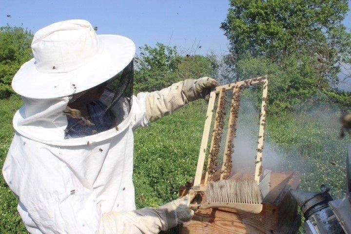 <p>Yılda sadece 3 ay üretilen arı sütü hasadı başladı. Çiçeklerde polenin bulunduğu aylarda hasadı yapılan arı sütü fiyatıyla altınla yarışıyor.</p>
