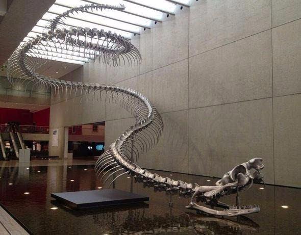 <p>Soyu tükenen ve 58 ila 60 milyon yıl önce yaşadığı sanılan Titanoboa isimli dev yılan görenleri şaşkına çeviriyor.</p>

<p> </p>
