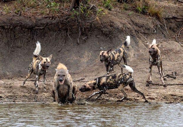 <p>Görüntüler Güney Afrika'da Sabi Sand Rezervi'nde kayda alındı.</p>

<p> </p>
