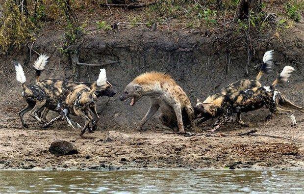 <p>Bir anda etrafını saran köpekleri gören sırtlan neye uğradığını şaşırdı.</p>

<p> </p>
