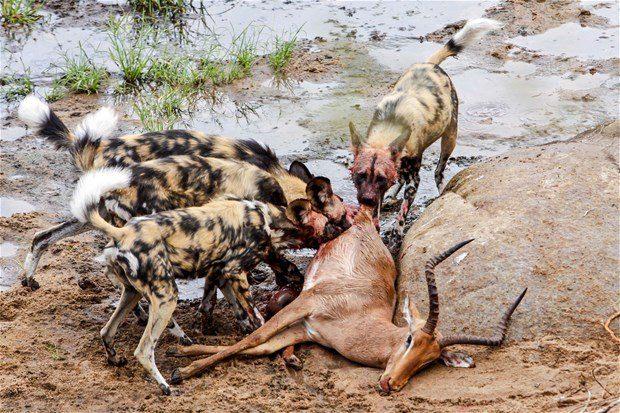 <p>Kruger Ulusal Parkı'nda Eben Geldenhuys'ın kameralarına vahşi anlar yansıdı.</p>

<p> </p>
