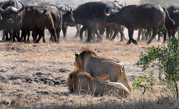 <p>Yavru için koca sürü geri döndü!</p>

<p>Güney Afrikalı fotoğrafçı Jay van Rensburg Kruger Ulusal Parkı'nda bir buffalo sürüsüne saldıran aslanları görüntüledi.</p>
