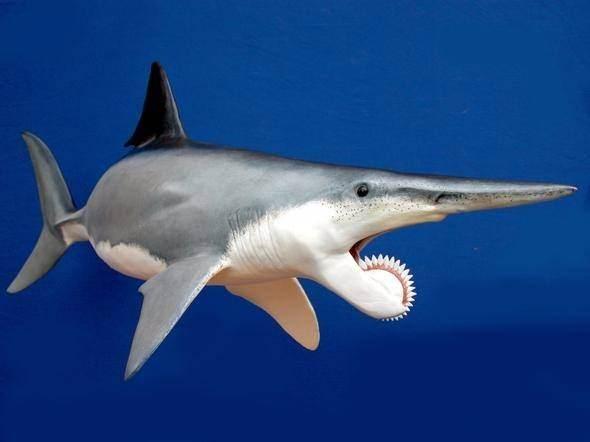 <p>İnanması güç ama Helicoprion isimli bu köpek balığının 270 milyon yıl önce yaşadığı sanılıyor. Bu hayvanların ilginç yanı ise testere şeklinde yuvarlak çene yapılarıydı.</p>