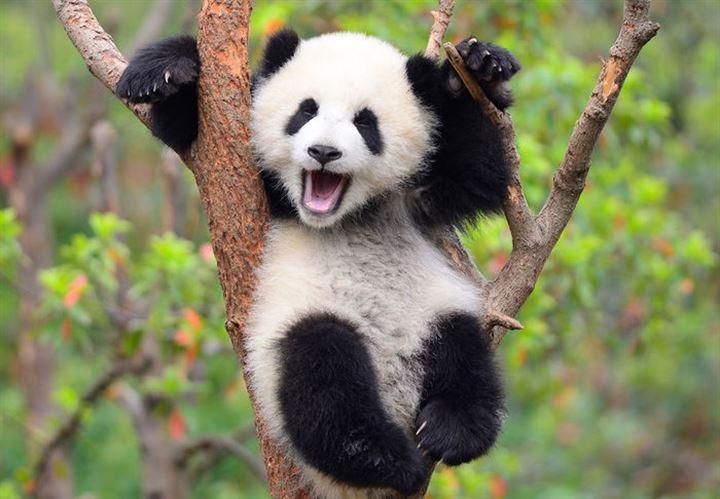 <p>Hayvanlar aleminin birbirinden sevimli canlıları zararsız görünseler de zehirleri veya saldırıları ile sizi öldürebilir. İşte sevimli görünüşlerine aldanmamanız gereken, dokunmanın ölümle sonuçlanabileceği hayvanlar... </p>

<p>Utangaç ve sevimlilikleri ile meşhur olan pandalar insanların bulunduğu bölgelere pek girmek istemezler. Bu yüzden yaşam alanları oldukça daralır. Pandaların bir ayı olduğunu unutmamak gerek.. </p>
