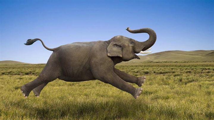 <p>İnsanlara yakınlığı ile bilinen filler her yıl 100 insanı öldürüyor. Eğer bir file yanlış bir şey yaparsınız, fil bunu unutmaz. "Fil hafızası" benzetmesi ne kadar doğru olsa da filler tehlike algılamadıkları sürece hiçbir canlıya zarar vermezler. </p>

<p> </p>
