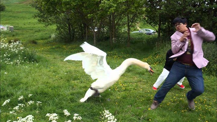 <p>Kuğuların sinirli yapısından kaynaklanan bu saldırılar bazen ölümcül hale gelebiliyor. Kuvvetli gagaları ve kanatları ile kendisini sevmek isteyen insanlara saldırabiliyor. </p>

<p> </p>
