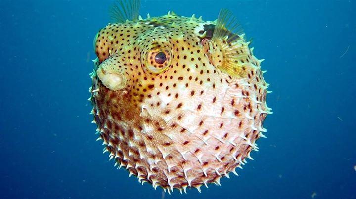 <p>Sevimli görüntüsüne rağmen zehirli bir balık olan balon balığı, kas felcine neden olur ve nefes darlığı yaşatır. Dolaşım yetmezliğine bağlı olarak ölümle sonuçlanabilir. </p>

<p> </p>
